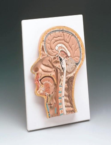 Median Section of Head & Neck - 0c109419d31fb57a92b2207b6b49d4d7