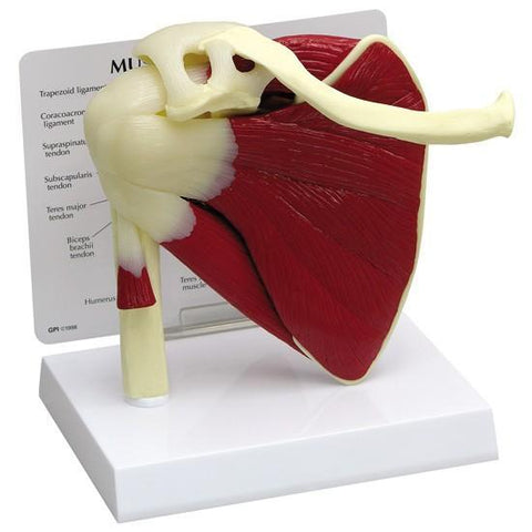 Shoulder Joint with Muscles Model - 2b7c73b456eced3b7814c1ad66495ae1