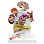 Type-2 Diabetes Set Model: Brain, Eye, Heart, Kidney, Artery, Pancreas, Foot, Nerve - 4497569914be2c068eac639b123b7d4f