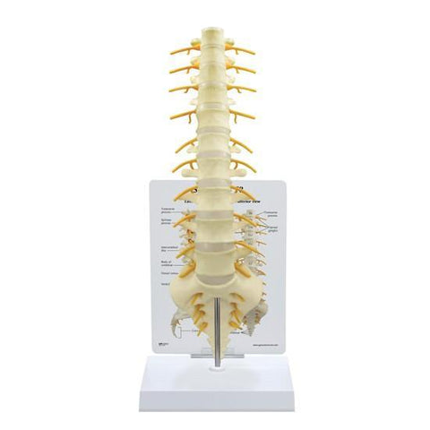 Spine Model - Sacrum T8 - 5b0d873c28bbb80c7147c6cb674b64b9