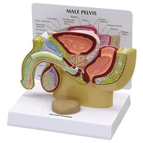 Male Pelvis Section Model - 699126a824709ca0729e83dd74275bd6