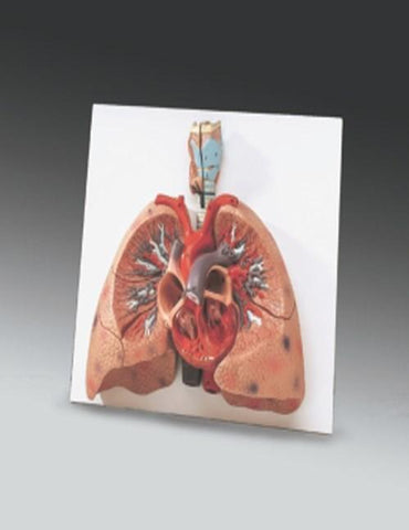 Lungs With Heart Model - 8f2efd491be31eebfd3307e48282f425