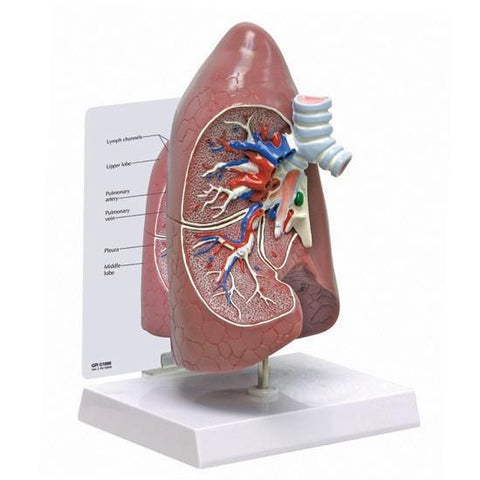 Right Lung Model - a49924ee9e884f84b7cc2e55f8102d73