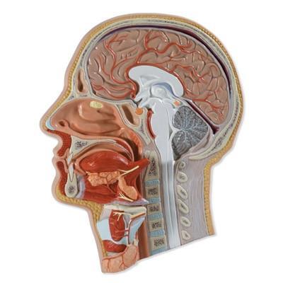 Median Section of the Head, 5 part - a8d5e629a62656f84a696e7c4eb59133