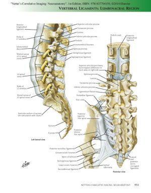 Netter's Correlative Imaging: Neuroanatomy - ac881fa8f24fe35f35acca28ad7fd1cf