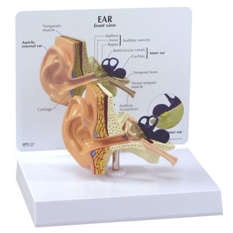 Life-size Ear Model - b08459c03d016302be71293f60b9b766