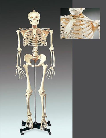 Numbered Budget Bucky Skeleton - e60edd225ae94033ef27e8b9dec2a216