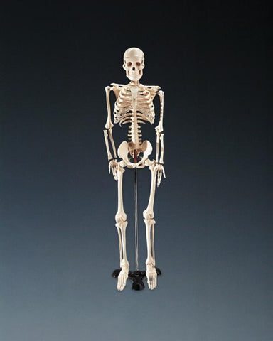 Mr. Thrifty Skeleton - ee02dec008c8c2f7a3c1b601cbad7e0f