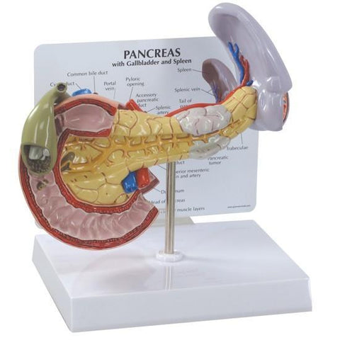 Pancreas, Spleen and Gallbladder Model - efc8c0333f0627d75a8a98d639bbc542